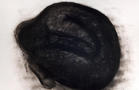 Monika Weiss
Skulenie
2003
Charcoal on paper, 52 x 53 inches