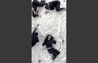 Monika Weiss
Shrouds II (Tahrir Square)
2014
Proposed Public Project & Experimental Film
Limited edition film still from related work: Anamnesis II (Canto 3) 2013