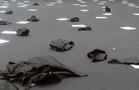 Monika Weiss
Sustenazo (Lament V)
2014
30 min. silent performance and sound composition
with participation of GSD students
200 sheets of paper with printed texts.
Photography Krzysztof Wodiczko